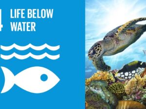 Life Below water UN SDG 14